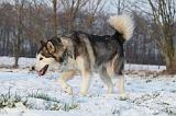 ALASKAN MALAMUTE 332